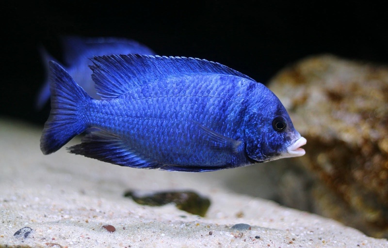 Placidochromis phenochilus 'Mdoka Reef'
